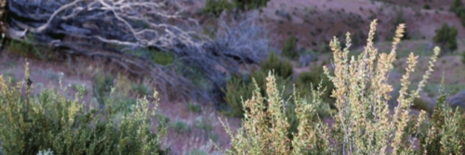 NativeTwoSpirit's profile banner image