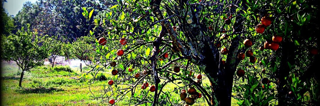 metsbookworm973's profile banner image