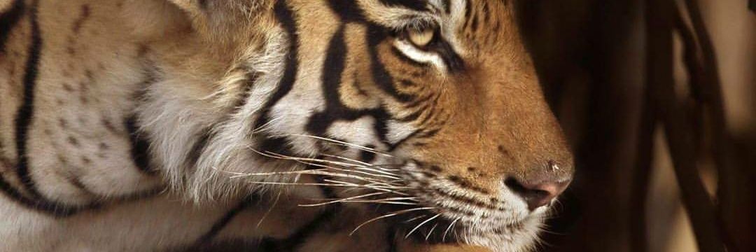 Sameeerjain9's profile banner image