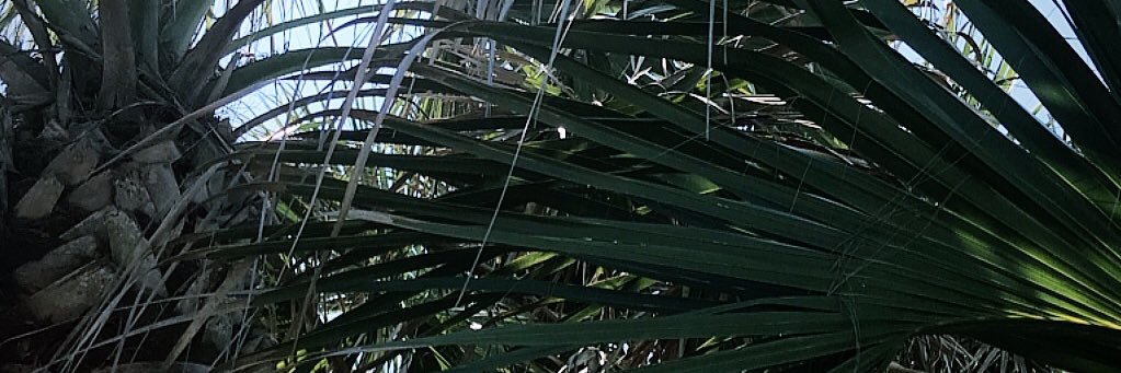 little_hands1's profile banner image