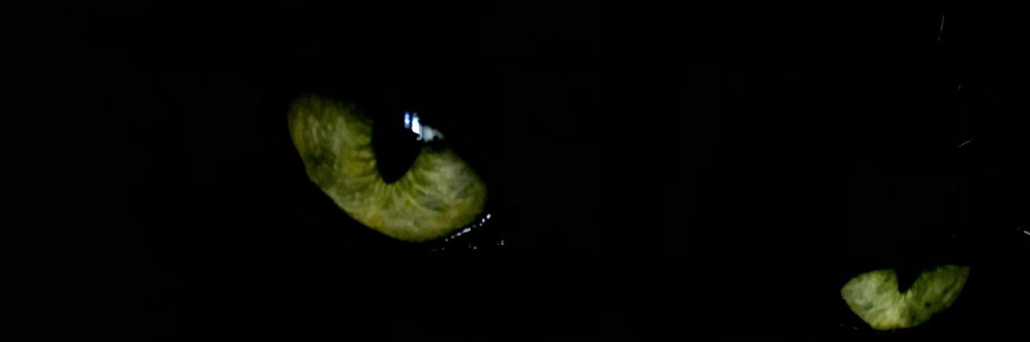 Tatjanabdn's profile banner image