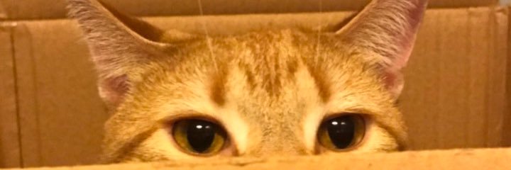 __morgie's profile banner image