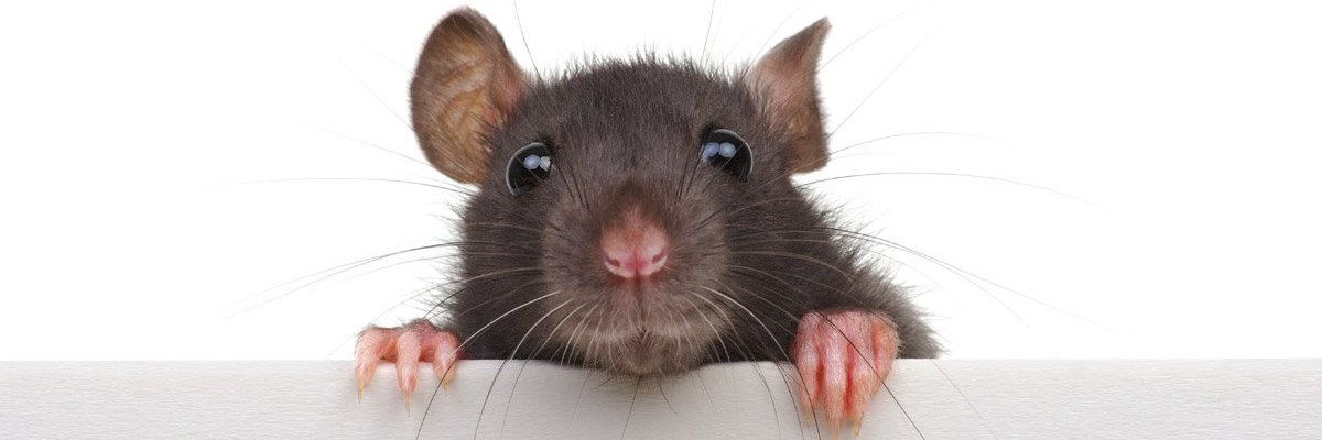 patt_rat's profile banner image