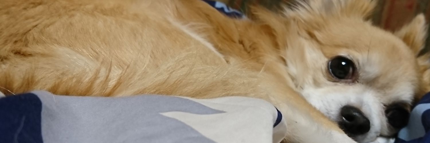 シグレ🐶桜またね👋 banner