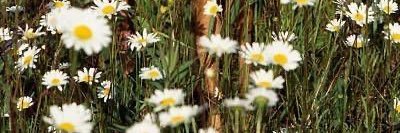 NF2626's profile banner image