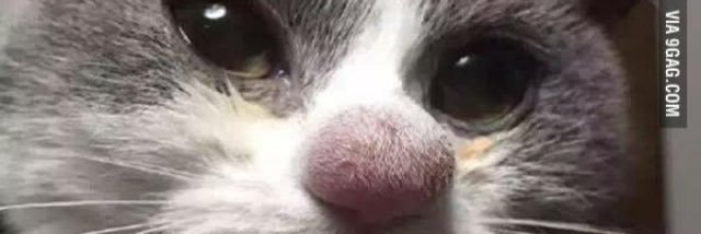BooDumTss banner
