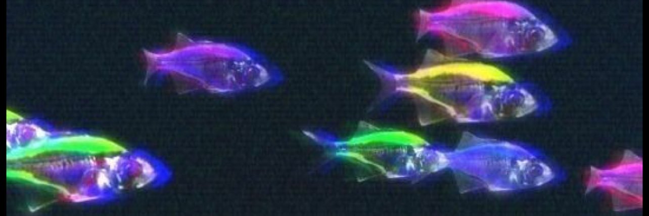 P05e1don's profile banner image