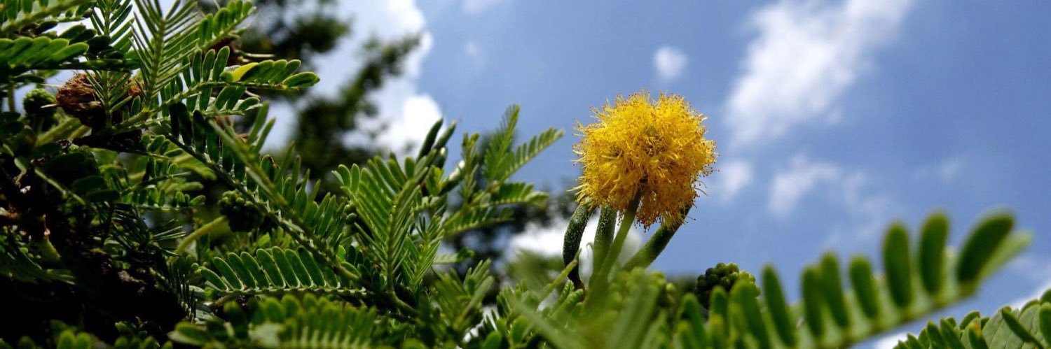 brenbouquets's profile banner image