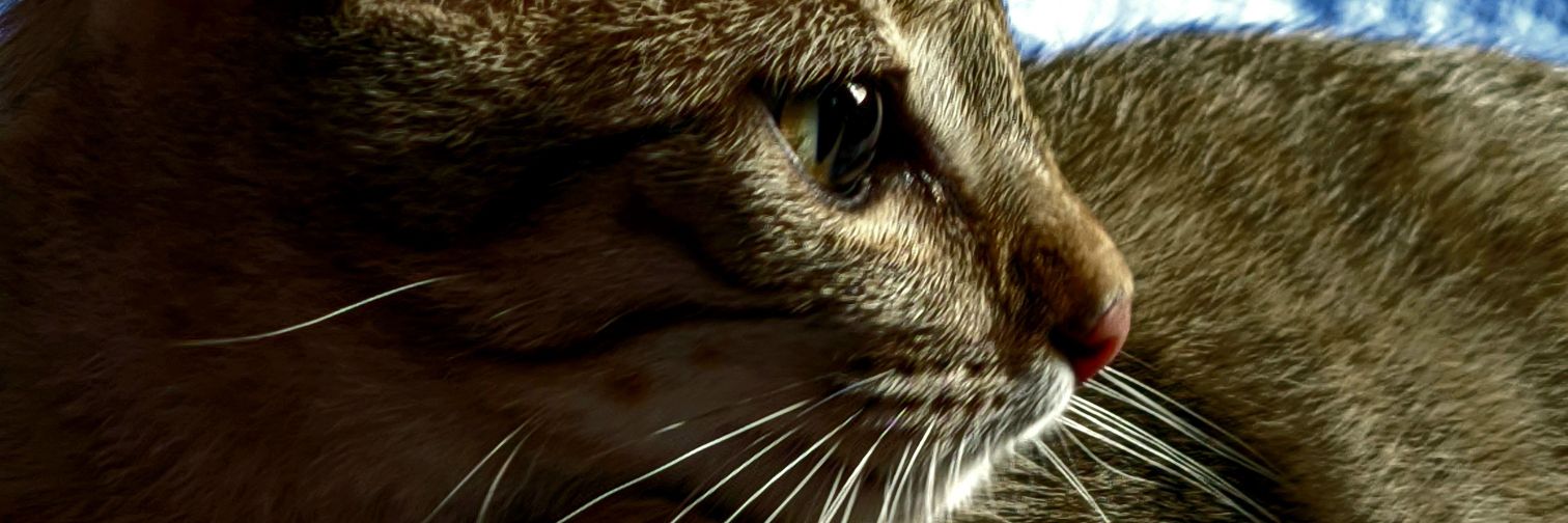 Wretched Roux banner