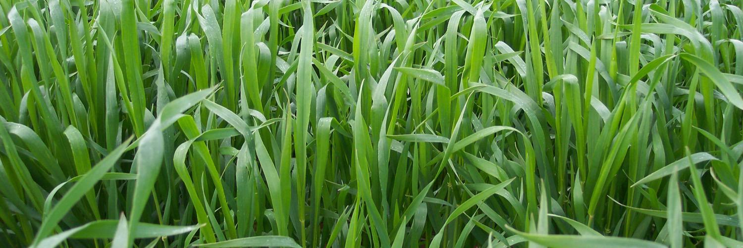 Rural Directions P/L banner