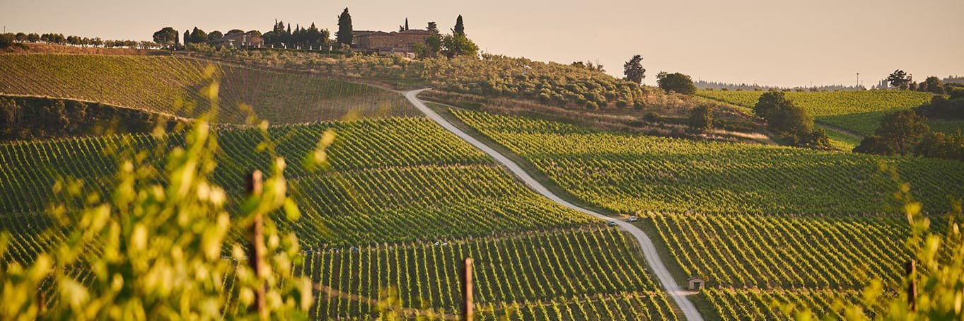 VinogenyEdition's profile banner image