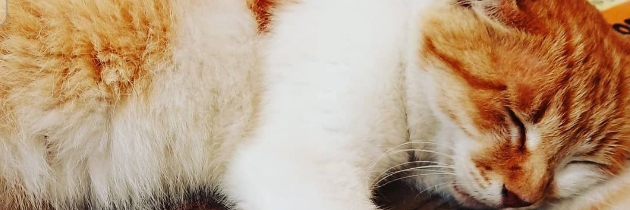 wotanoid's profile banner image