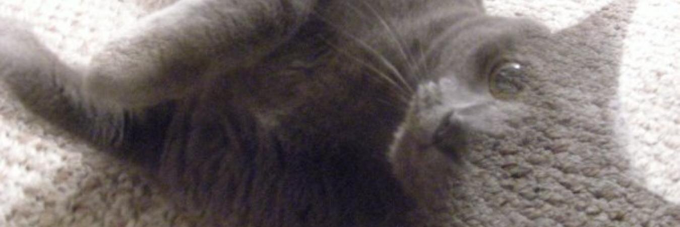 DrMelch's profile banner image