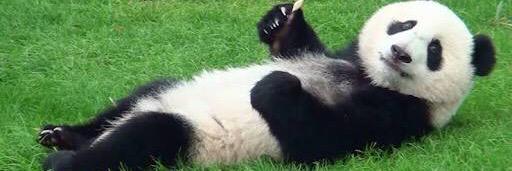 pandaaamic's profile banner image