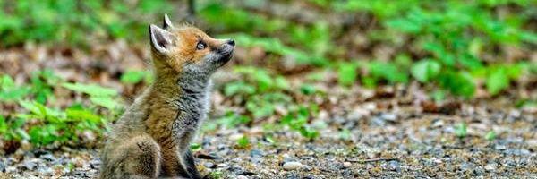 Mak 🍀🇵🇸 banner