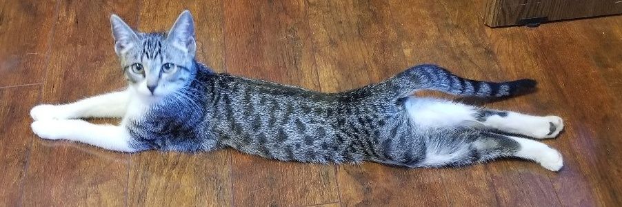 totalfeline's profile banner image