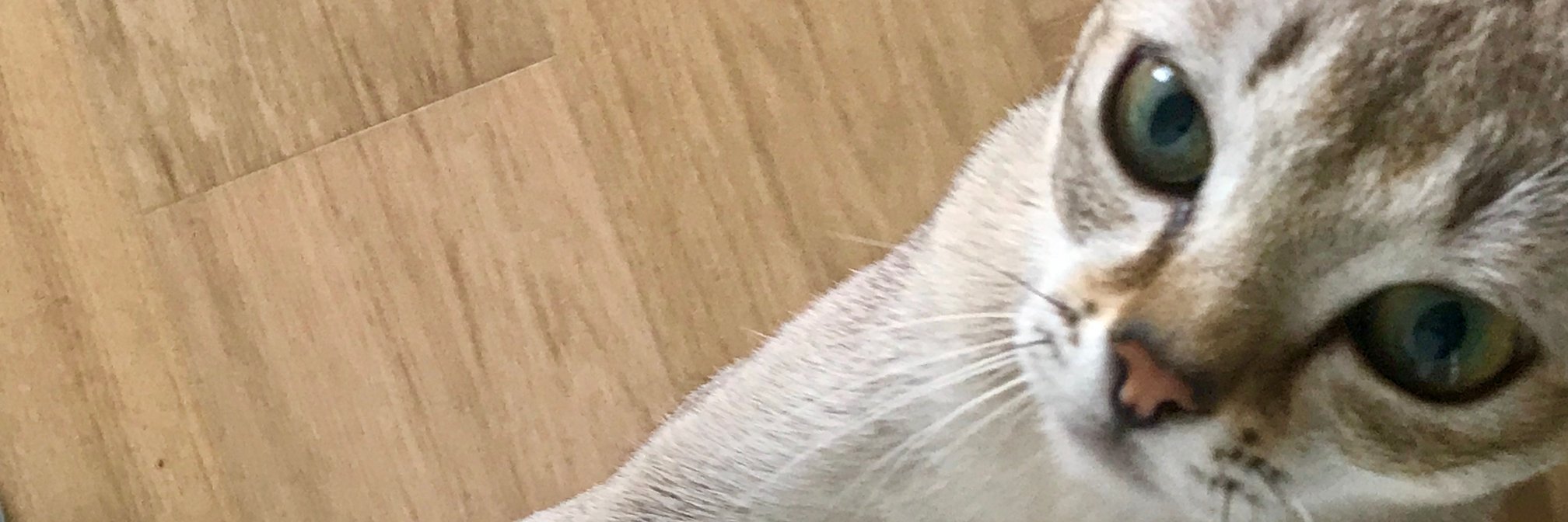 tamelansmiles's profile banner image