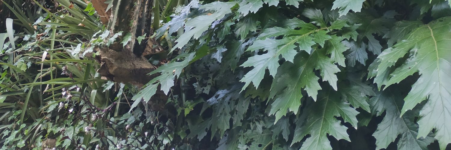silschulze's profile banner image