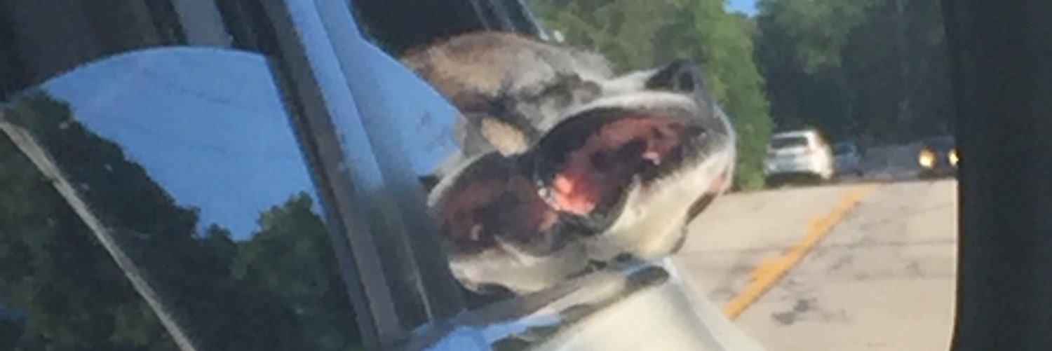 corn_dog1022's profile banner image