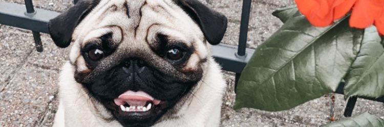 kusjeeankex's profile banner image