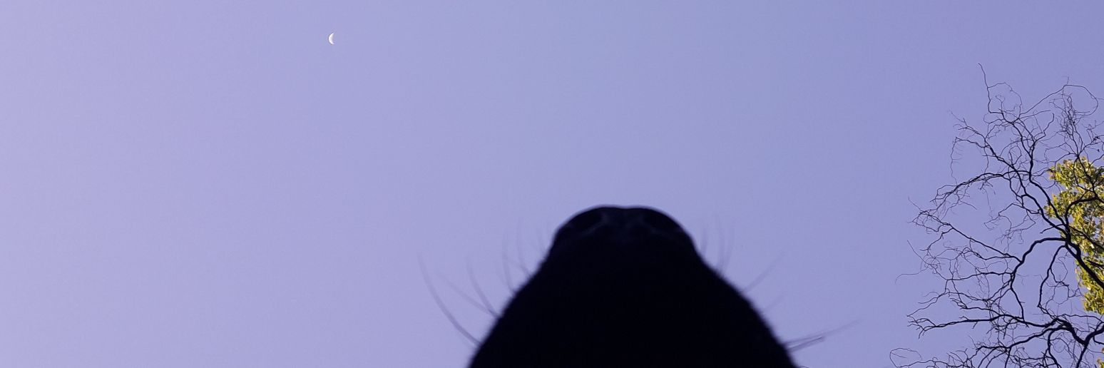 empertrizdemart's profile banner image