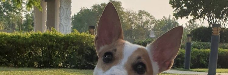 skylah 🐶✨🍮 banner
