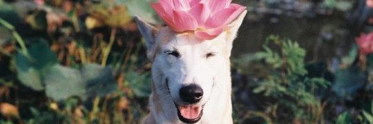 NasmaLolka's profile banner image