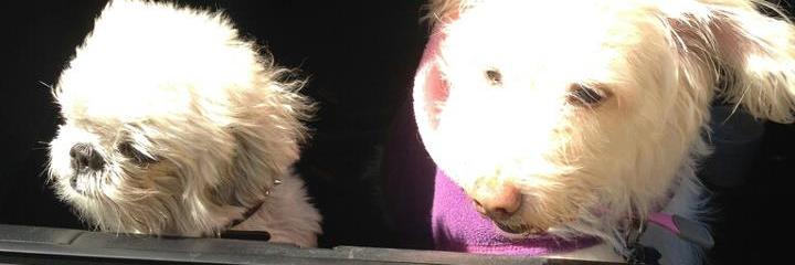 badwarhol's profile banner image