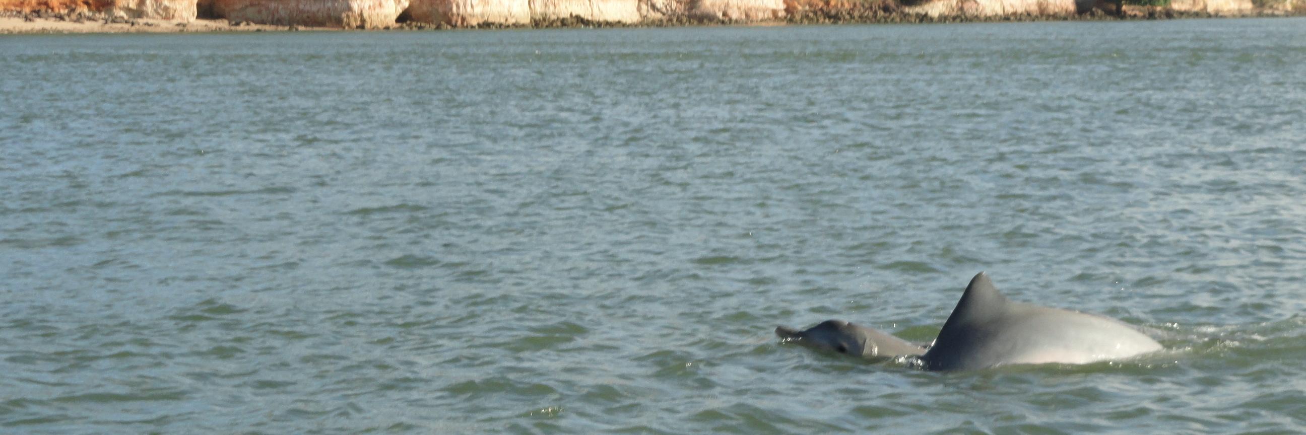 MariaGraças P.Coelho banner