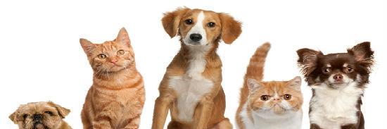 petzsupply's profile banner image