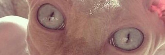 molsmum's profile banner image