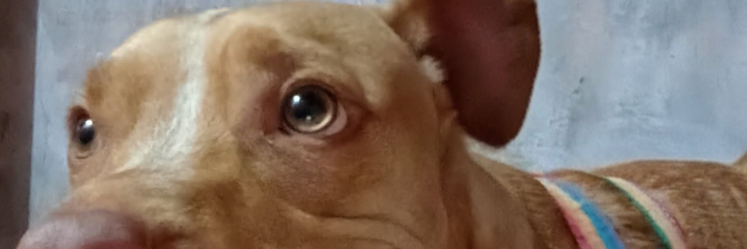 veronagusf's profile banner image