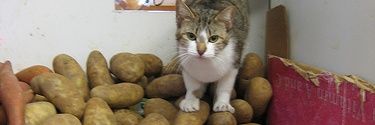 i_cry_potatoes's profile banner image