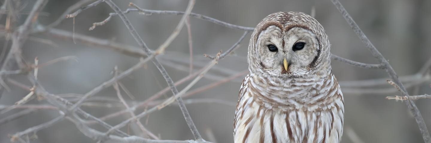 Owls_Rainbow's profile banner image