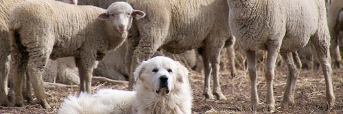 Some Oaths Never End 🇺🇸 banner