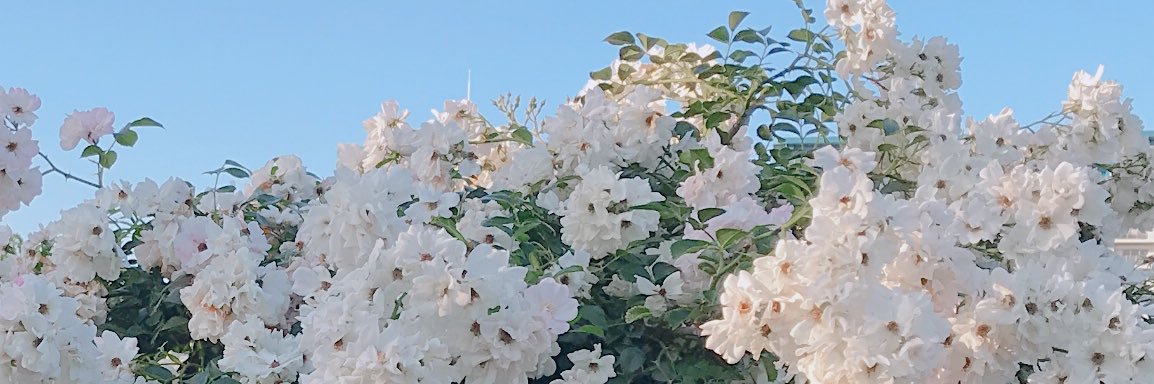 Strawberry__126's profile banner image