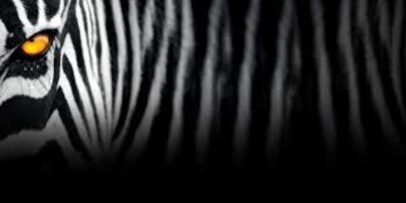LucyLuEstrella's profile banner image