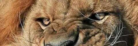 Sir_Ji_'s profile banner image