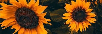 thayanemsf's profile banner image