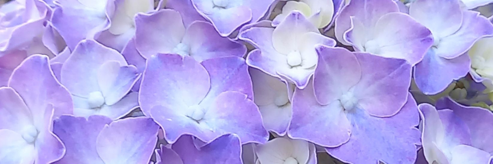 maykirin's profile banner image