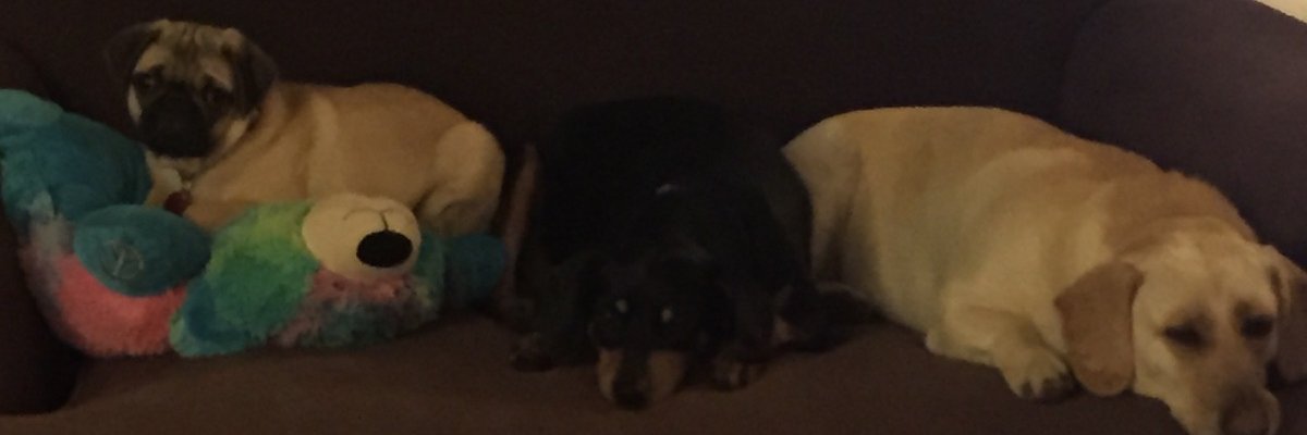 MimyRoo's profile banner image