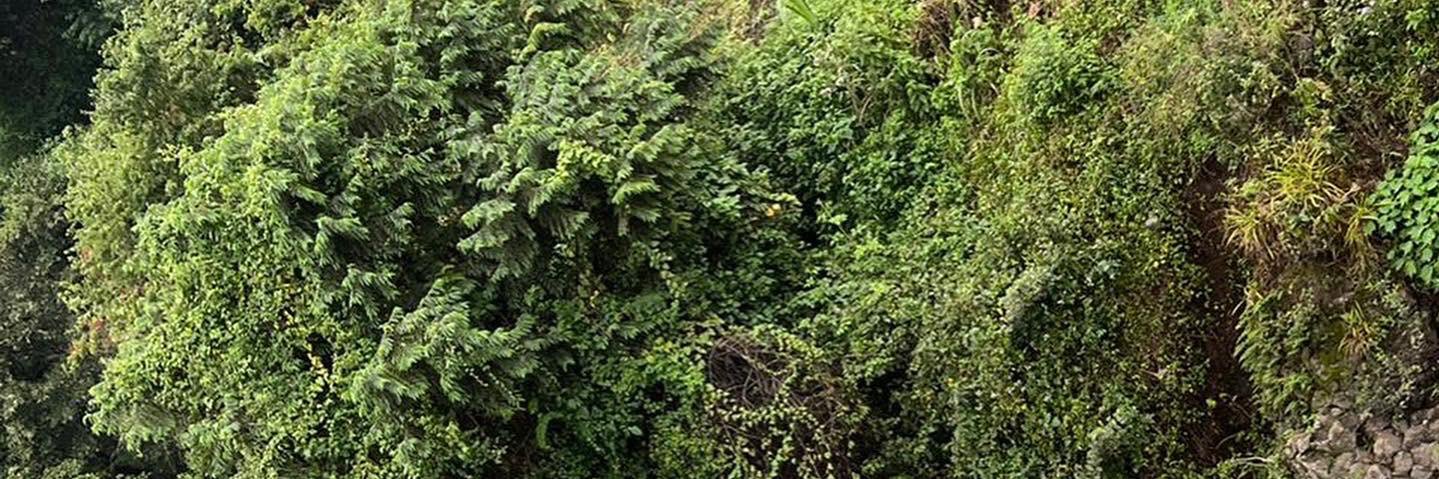 ShiiHarriet's profile banner image