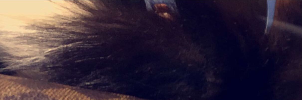 DimitriColbruno's profile banner image