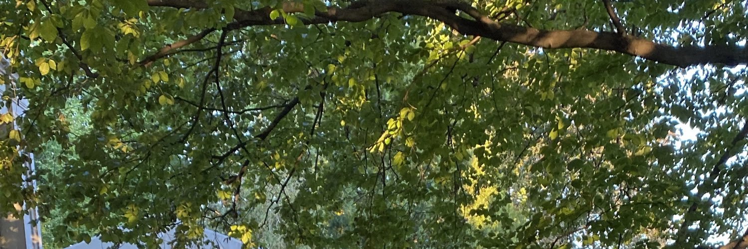 sarabossert's profile banner image