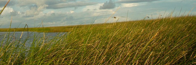 LSU College of the Coast & Environment banner