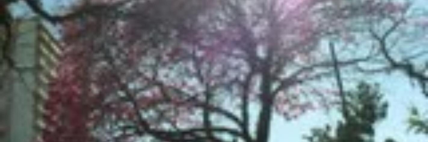 Asdeusanne's profile banner image