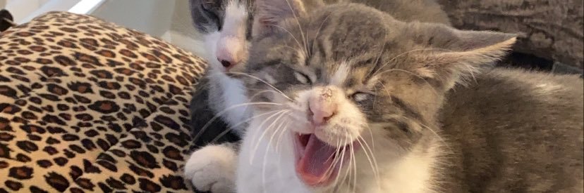 mevindoody's profile banner image