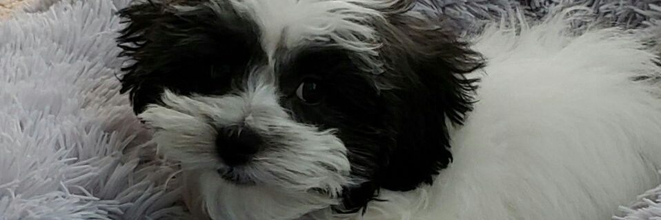 mom2bichons's profile banner image