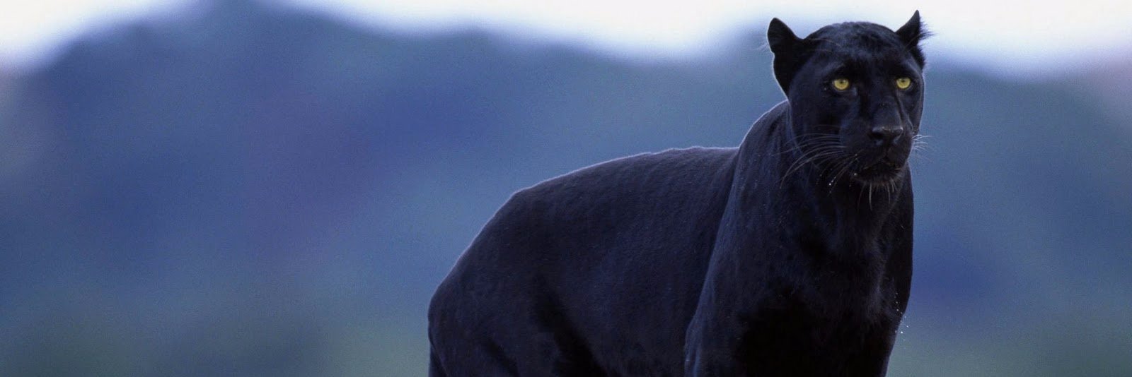 MrENGGLISH09's profile banner image