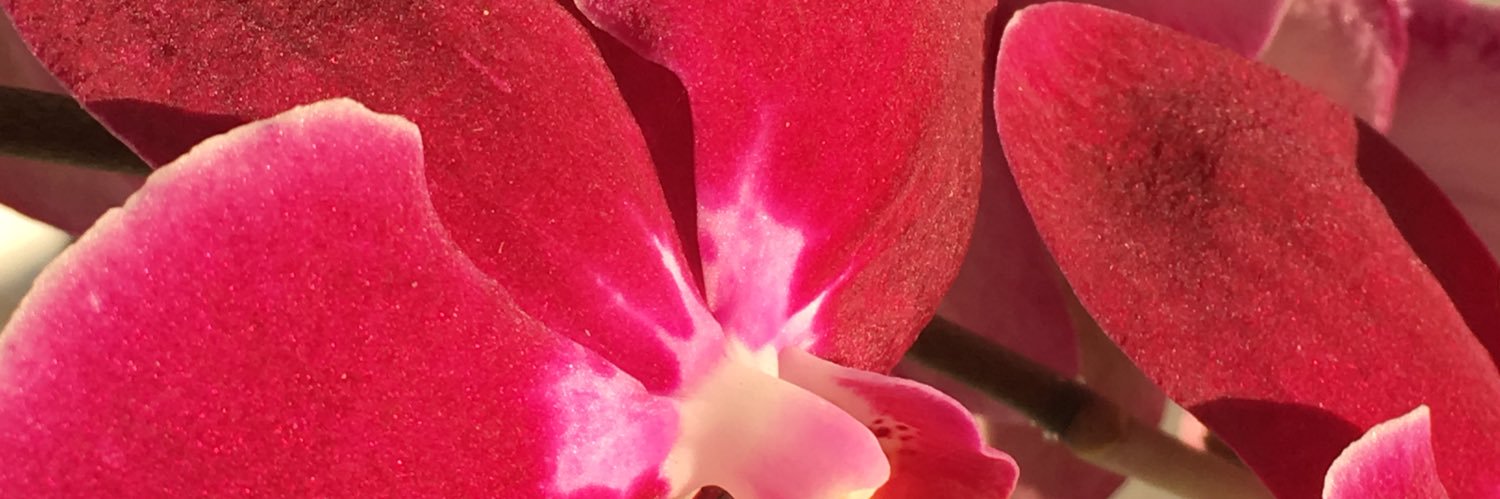 maralet3's profile banner image
